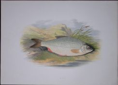 Roach Rev Houghton British Freshwater Fish 1879 Scarce Wood Engraving-34