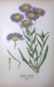 Showy Fleabane Edward Step Rare Antique Botanical Book Plate-134