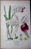 Purple-Stained Laelia Plant Edward Step Rare Antique Botanical Book Plate-235a