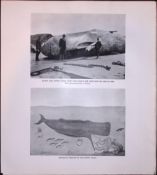 68 Foot Bull Sperm Whale In Shetland Rare Limited-Edition Antique Print.