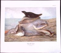 The Grey Seal Rare Limited-Edition Coloured Antique Print-45.