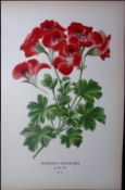 Pelargonium Edward Step Rare Antique Botanical Book Plate-57