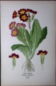Polyanthus Edward Step Rare Antique Botanical Book Plate-172