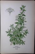 Myrtle Edward Step Rare Antique Botanical Book Plate-100