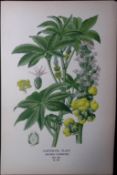 Castor-Oil Plant Edward Step Rare Antique Botanical Book Plate-233