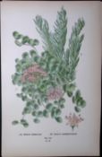 Sedum Sieboldii & Sarmentosum Edward Step Rare Antique Botanical Book Plate-98