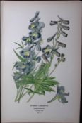 Hybrid Larkspur Edward Step Rare Antique Botanical Book Plate-11