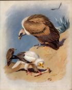 Thorburn Antique Scarce Large Coloured Lithograph Vultures Adult & Young -29.