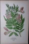 Goats Rue Edward Step Rare Antique Botanical Book Plate-66