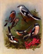 Archibald Thorburn Antique Scarce Bird Lithograph The Shrike Family-13.