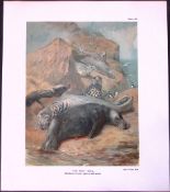 The Grey Seal Male Rare Limited-Edition Coloured Antique Print-47.
