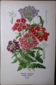 Bedding Verbenas Edward Step Rare Antique Botanical Book Plate-221