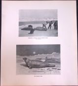 Esquimaux Hunters Bearded Seals Limited-Edition J.G. Millais Antique Print.