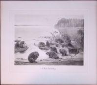 Water Vole Colony Rare Limited-Edition J.G. Millais Antique Print.