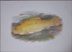 Golden Tench Rev Houghton British Freshwater Fish 1879 Scarce Engraving-29