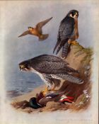 Antique Scarce Large Coloured Bird Lithograph Peregrine & Gyr Falcon-37