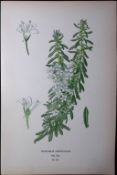 Creeping Boobialla Edward Step Rare Antique Botanical Book Plate-218