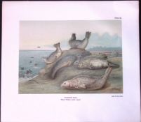 Common Seal Adults Rare Limited-Edition Coloured Antique Print-42.
