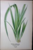 Veitch’s Screw-Pine Edward Step Rare Antique Botanical Book Plate-293