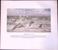 Common Seals at Play Rare Limited-Edition Coloured Antique Print.