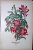 Christmas Cactus Edward Step Rare Antique Botanical Book Plate-118