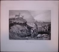 The Deer Pride Rare Limited-Edition Antique JG Millais Print.