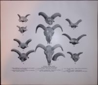 Extinct British Sheep Heads Rare Limited-Edition J.G. Millais Antique Print.