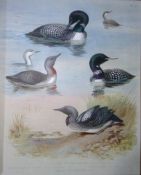 Archibald Thorburn Antique Scarce Bird Chromolithograph The Diver Family-77