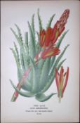 Tree Aloe Plant Edward Step Rare Antique Botanical Book Plate-271