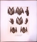 Long Eared & Barbastelle Bats Rare Limited-Edition J.G. Millais Heliogravure Print.