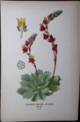 Cotyledon Secunda Flower Edward Step Rare Antique Botanical Book Plate-96