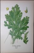 Marten’s Spikemoss Fern Edward Step Rare Antique Botanical Book Plate-303