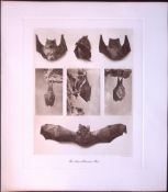 Lesser Horseshoe Bat Rare Limited-Edition J.G. Millais Heliogravure Print.