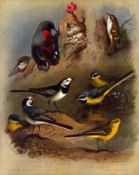Archibald Thorburn Antique Scarce Bird Lithograph Wagtail-Family 11.