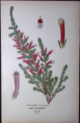 Wilmore’s Heath Edward Step Rare Antique Botanical Book Plate-164