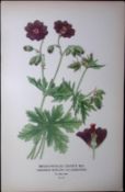 Broad Petaled Crane’s Bill Edward Step Rare Antique Botanical Book Plate-53