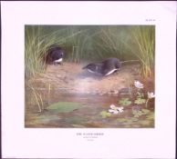 Water Shrews at Play Rare Limited-Edition Coloured Antique Print-54.
