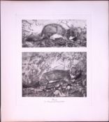 Polecat In Attack Mode Rare Limited-Edition J.G. Millais Antique Print.