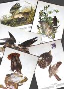 Job-Lot John James Audubon Birds of America 72-Year-Old Coloured Book Plates-22