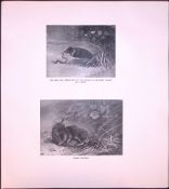 Moles Fighting Rare Limited-Edition J.G. Millais Antique Print.