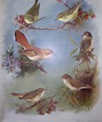 Archibald Thorburn Birds Antique Scarce Lithograph The Warbler Family-7
