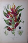Variegated Amaranth Edward Step Rare Antique Botanical Book Plate-228