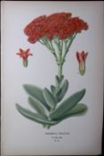 Crassula Falcata Flower Edward Step Rare Antique Botanical Book Plate-94