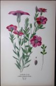 Garden Flax Edward Step Rare Antique Botanical Book Plate-52