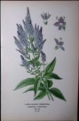 Long-Leaved Speedwell Edward Step Rare Antique Botanical Book Plate-215