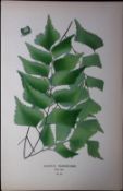 Diamond Maidenhair Fern Edward Step Rare Antique Botanical Book Plate-311