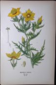 Golden Bartonia Edward Step Rare Antique Botanical Book Plate-110