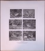 Field Voles Selection Rare Limited-Edition J.G. Millais Antique Print.