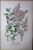 Persian Lilac Flower Edward Step Rare Antique Botanical Book Plate-179