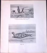 Newfoundland Seal Hunters Limited-Edition J.G. Millais Antique Print.